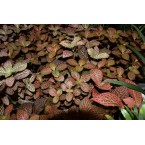 Fittonia, Nerve or Mosaic Plant 5-10cm Spread