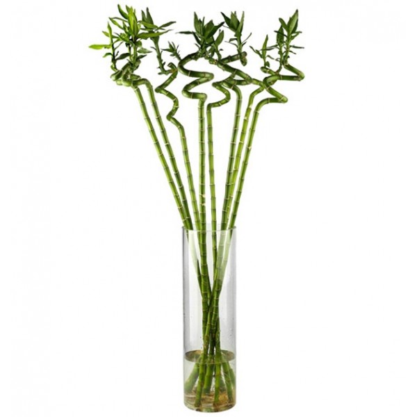 Lucky Bamboo “Per Stick” 50 – 60cm