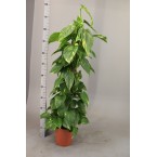 Epipremnum aureum or Money Plant