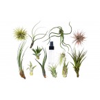 Air Plants “Tillandsia” 5-10cm