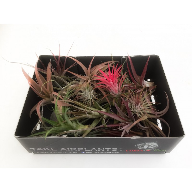 Air Plants “Tillandsia” 5-10cm