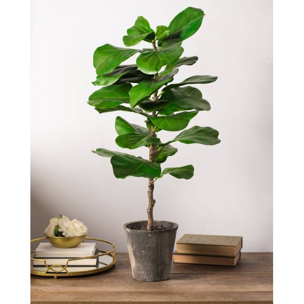 Ficus lyrata or Fiddle Leaf Fig