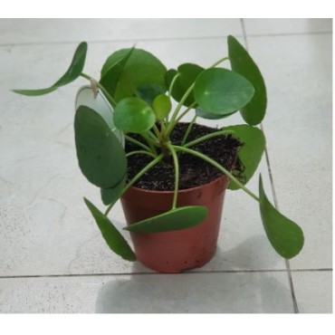 Pilea peperomioides or Chinese Money Plant
