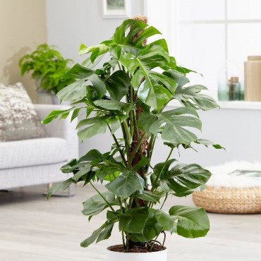 Monstera, the Hurricane or Swiss Cheese Plant 110-130cm