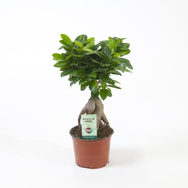 Ficus ginseng bonsai 25 – 30cm