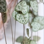 Ceropegia woodii or String of Hearts