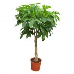 Pachira aquatica, Money Tree “Twisted Trunk” 130 – 150cm شجرة المال