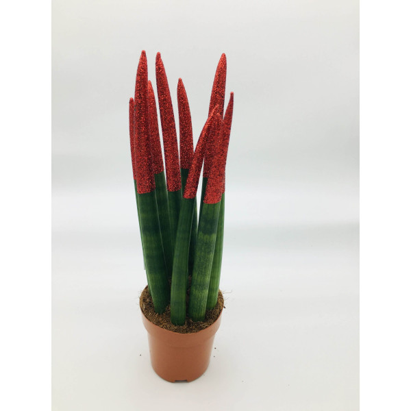 Sansevieria cylindrica or African spear 30cm