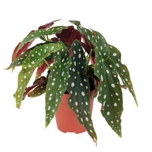 Begonia maculata or Polka Dot begonia 25 – 35cm