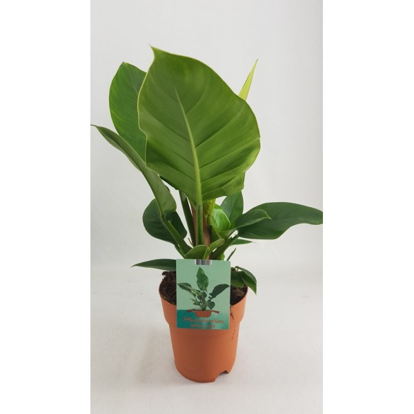 Philodendron Imperial Green 70 – 80cm