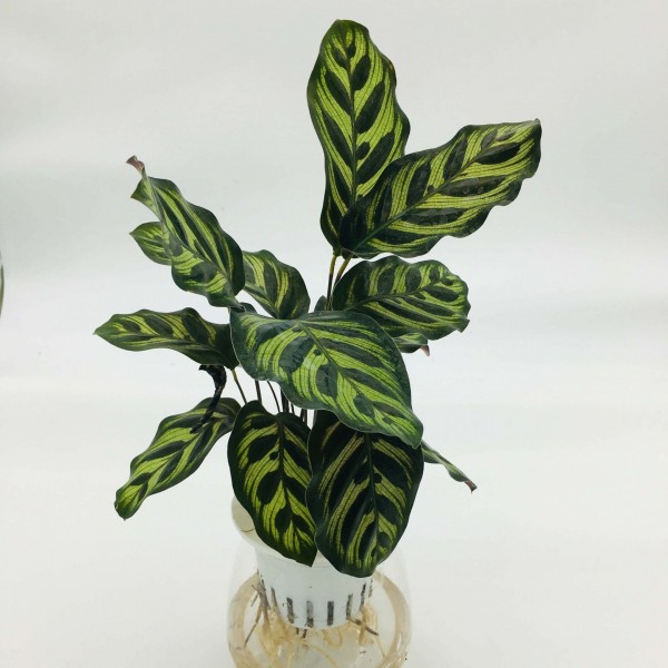 Calathea zebrina “Zebra Plant” 30-40cm