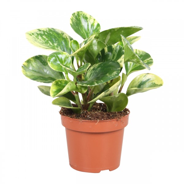 Peperomia marble or Variegated Peperomia 10 – 15cm