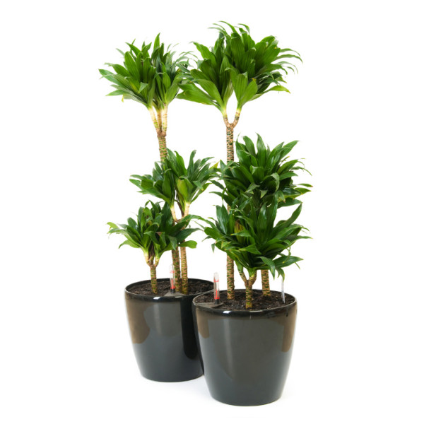 Dracaena fragrans Or Compacta