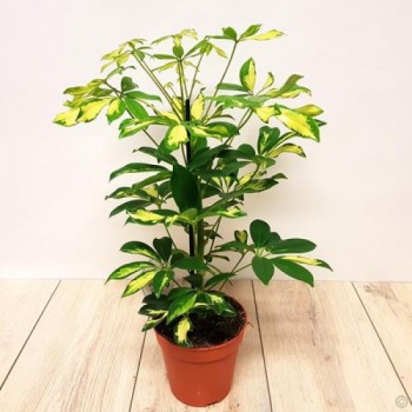 Schefflera arboricola ‘Gold Capella’ or Dwarf Umbrella Tree