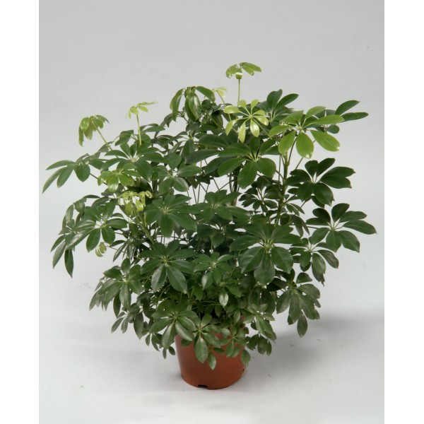 Schefflera arboricola ‘Compacta’ or Dwarf Umbrella Tree