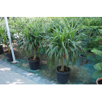 Dracaena draco, Drago or Dragon Tree