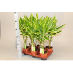 Dracaena fragrans “Golden Coast”