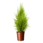 Cupressus macrocarpa, Goldcrest Wilma, Lemon Cyperus 60 – 80cm height