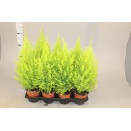 Cupressus macrocarpa, Goldcrest Wilma, Lemon Cyperus 60 – 80cm height