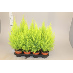 Cupressus macrocarpa, Goldcrest Wilma, Lemon Cyperus 60 – 80cm height