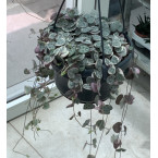 Ceropegia woodii or String of Hearts “Variegated” Hanging