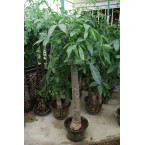 Pachira aquatica, Money Tree “120-150mm Trunk Dia”