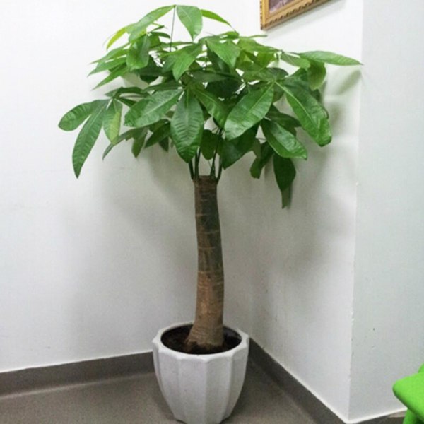 Pachira aquatica, Money Tree “120-150mm Trunk Dia”