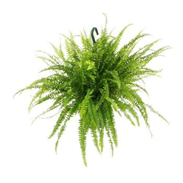 Nephrolepis exaltata “Green Lady”, Boston Fern or Sword Fern