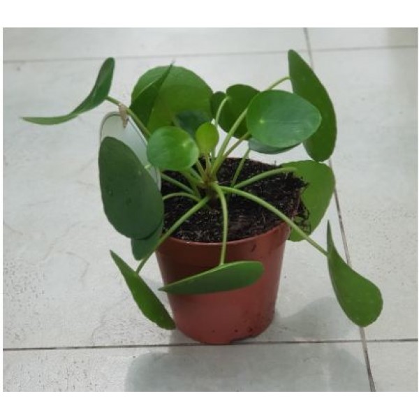 Pilea peperomioides or Chinese Money Plant