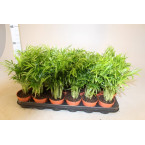 Chamaedorea elegans, Parlour Palm or Bamboo Palm