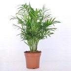 Chamaedorea elegans, Parlour Palm or Bamboo Palm