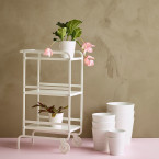 Chrysalidocarpus lutescens or Areca Palm