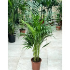 Chrysalidocarpus lutescens or Areca Palm