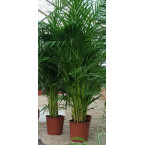 Chrysalidocarpus lutescens or Areca Palm