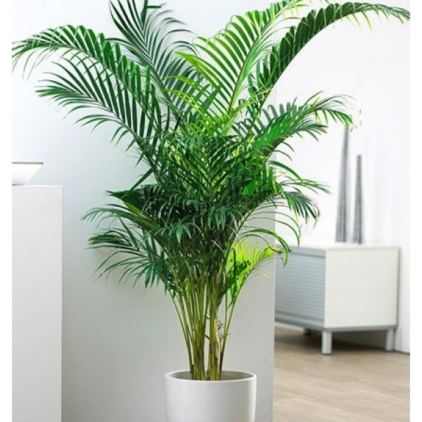 Chrysalidocarpus lutescens or Areca Palm