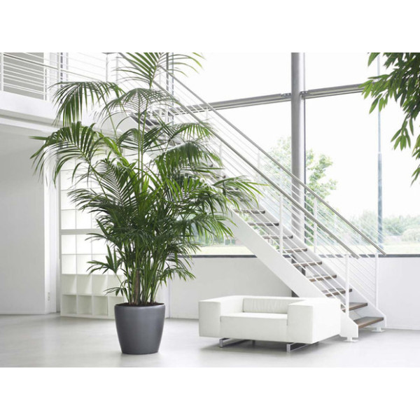 Howea forsteriana, Kentia Palm or Thatch Palm