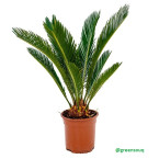 Cycas revoluta (40-60 cm)