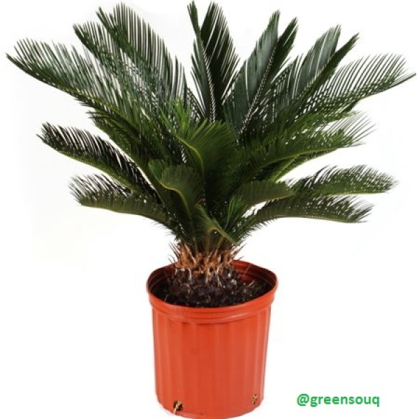Cycas revoluta (40-60 cm)