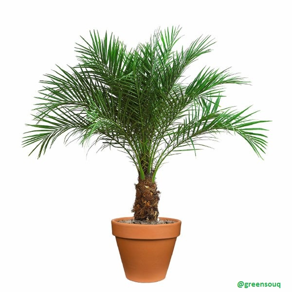 Phoenix roebelenii (120-140 cm)