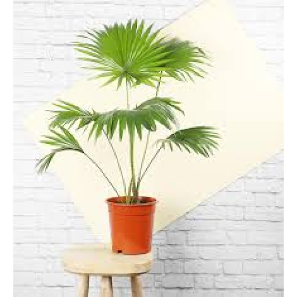 Livistona Palm