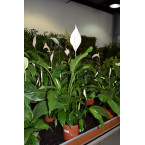 Spathiphyllum or Peace Lily “زنبق السلام”