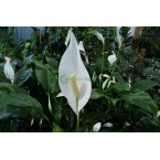 Spathiphyllum or Peace Lily “زنبق السلام”