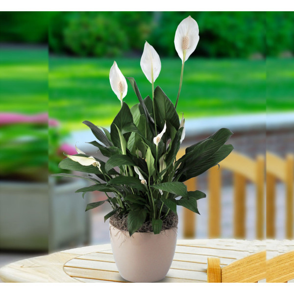 Spathiphyllum or Peace Lily “زنبق السلام”