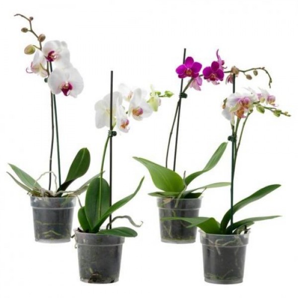 Moth Orchids 50-70cm