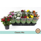 Chrysanthemum mix 20 – 25cm