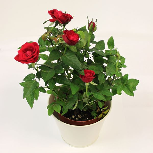 Rose plant 20 – 30cm