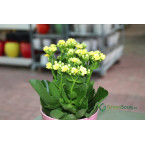 Kalanchoe blossfeldiana or Flaming Katy