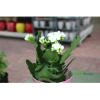 Kalanchoe blossfeldiana or Flaming Katy