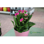 Kalanchoe blossfeldiana or Flaming Katy