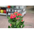 Kalanchoe blossfeldiana or Flaming Katy
